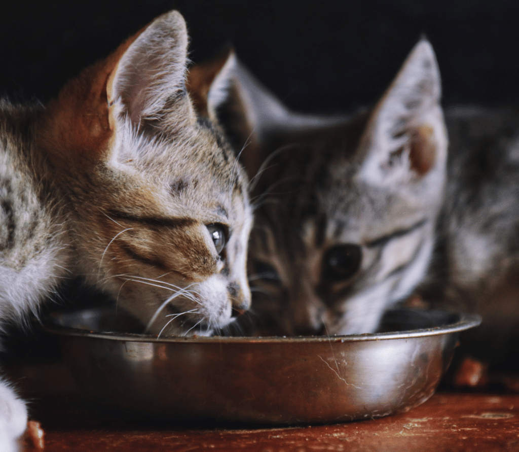 Two kittens eating food out of a silver bowl