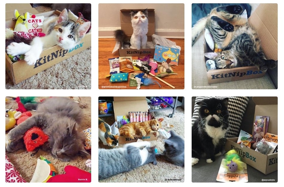 6 examples of customer cats with their KitNipBox