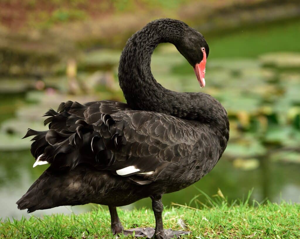 Profile of a Black Swan standing on grassy land overlooking a pond