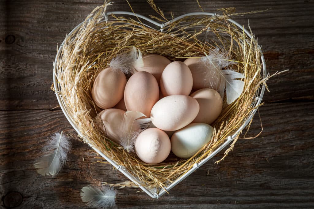 Healthy eggs from the farm. Eggs from free range representing a fragile business.