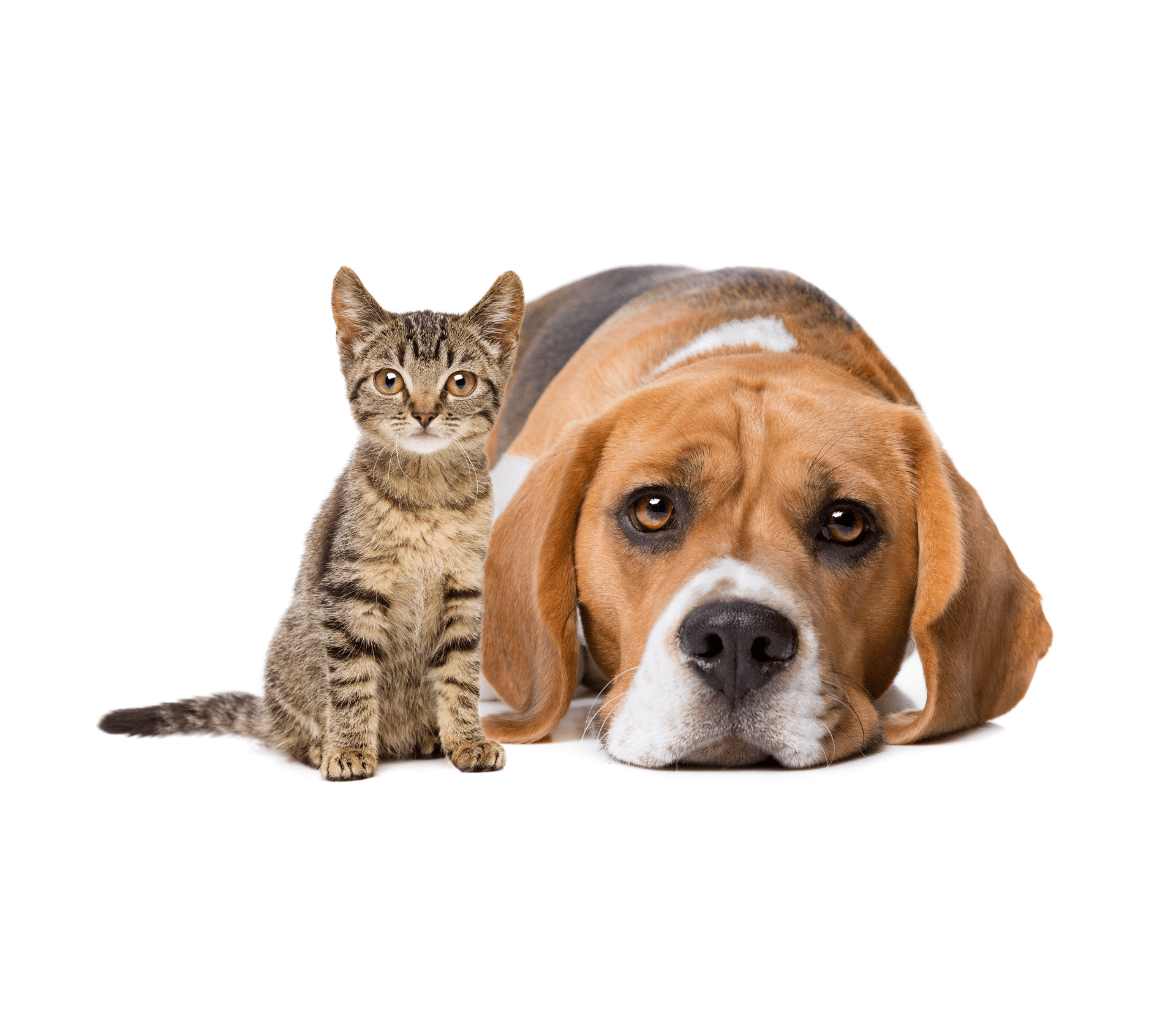 Striped kitten sitting next to a hound dog with a white background.